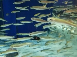 水族館