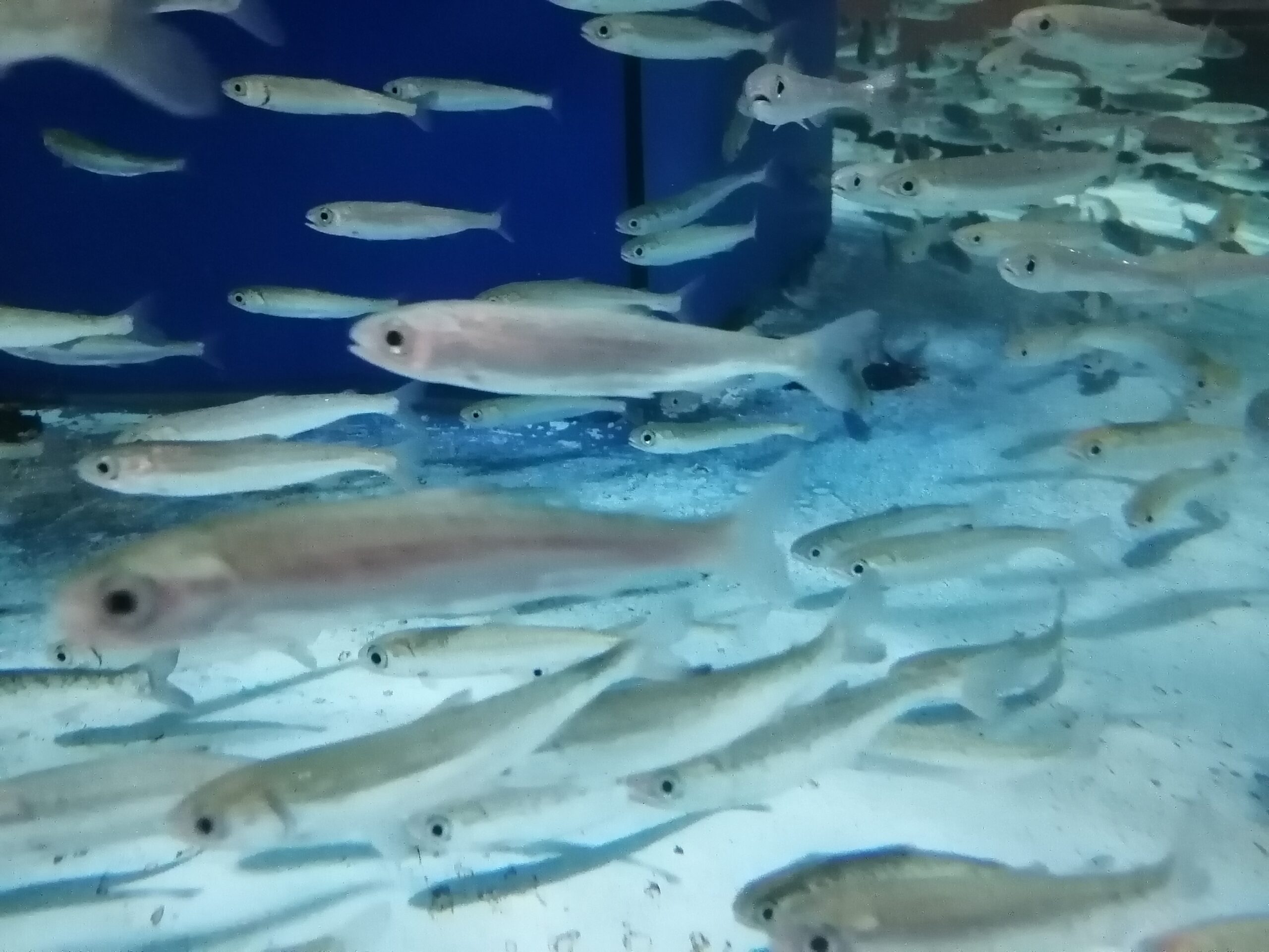 水族館