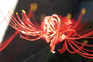彼岸花,秋の始まり