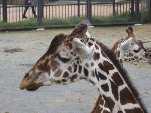 京都動物園　キリン