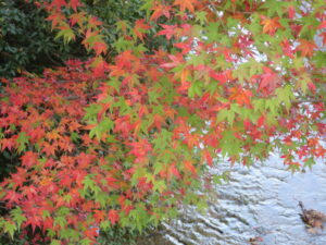 川辺,紅葉